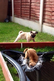 The pug pushed my mums dog into the pond and my sister got the best photo ever