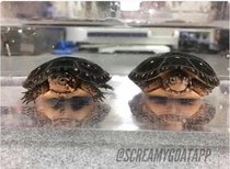 The reflections of the turtles looks like two bearded men