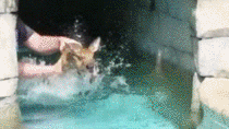The rescuers reaction after he gets the baby deer out of the pool 