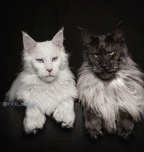 The Ron Pearlman cat breed