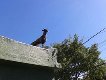 The roof of my house i dont have a goat I live in the middle of a city