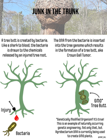 The science behind tree butts