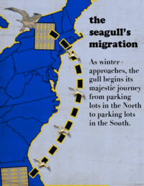 The Seagulls Migration