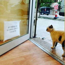 The sign says cats who wont let us to pet are not allowed