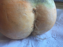 The squash I just bought is giving me mixed feelings