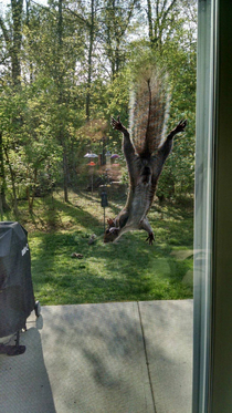 The squirrels in my neighborhood are showoffs