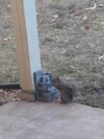 The squirrels out here are surprisingly worldly