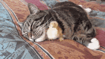 The story about the cat and the chicken