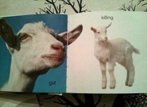 The Swedish word for Goat is Get and the word for Kid is Killing hence this spread from a childrens book