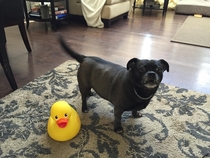 The time I bought a large rubber duck and terrified my dog