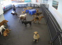 The time my dog found the camera at daycare