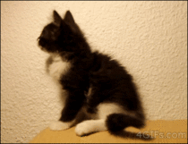 The unnecessary cat gif
