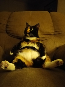 The way my cat sits