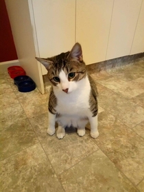 The way my friends cat sits