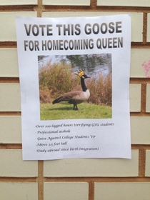 There are a gaggle of them all over campus