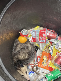 theres a possum in the trash can