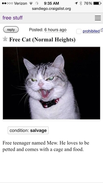 Theres a reason this cat is free