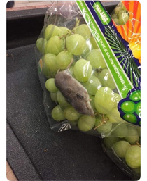 Theres fucking grapes in my mouse bag