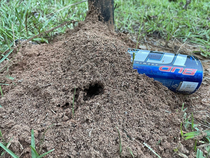 These ants built a fraternity around this Bud Ice can