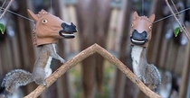 These Are Squirrel Feeders