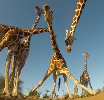 These giraffes look like they are about to drop the hottest album of the year