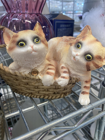 These kittens have seen some things