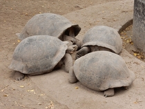 These tortoises appear to be up to no good Looks like a conspiracy is afoot