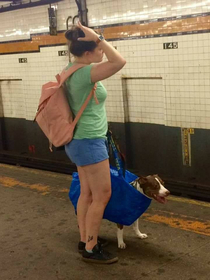 They banned dogs on the subway unless they can fit on a bag