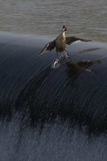 They see me surfin
