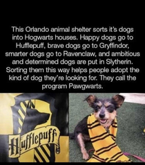 They should have renamed the houses - Wooffindor Hufflemutt Ravenpaw and Sloberin Id adopt a doggo from Hufflemutt