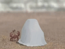 Things went exactly as expected when crabs finally invented a car