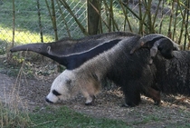 This anteaters front leg looks like a panda