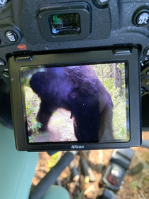 This bear trashed my camera and left me with nothing but a dick pic