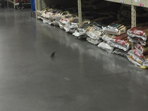 This bird casually inspecting the bird seed stock in Costco