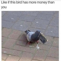 This bird has more money than me