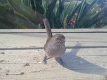 This bird woke me up by tapping on my window so I angrily tapped back at him now he wont leave