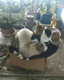 This box can fit so many cats