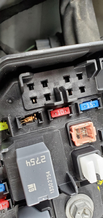 This bug in my fuse box