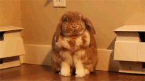 This bunny reminds me of Kanye West when he laughs