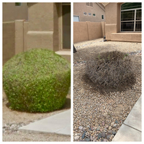 This bush in front of my house was huge and blocking the walkway I showed my landscaper this pic of how I wanted it reshaped And heres what I got