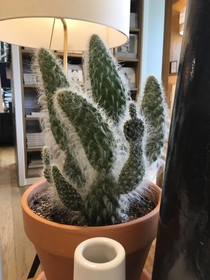 This cactus looks like its giving the middle finger