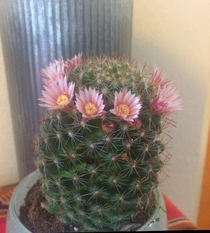 This cactus went to Coachella
