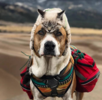 This Cat And Dog Love Travelling Together And Their Pictures Are Absolutely Epic