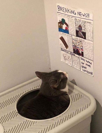 This cat has a newspaper to read while it uses the litter box