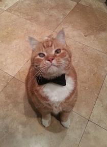 This cat has one foggy eye Add a bow tie and he instantly becomes a James Bond villain