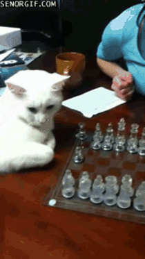 This cat is a much better chess player than I am