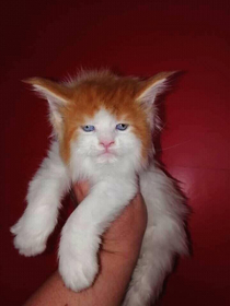 This cat looks like Ed Sheeran