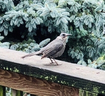 This catbird at my parents house has molted all but two of his head feathers
