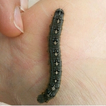 This Caterpillar has Penguins on its back