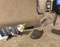 This cats reaction to his brother in a sweater